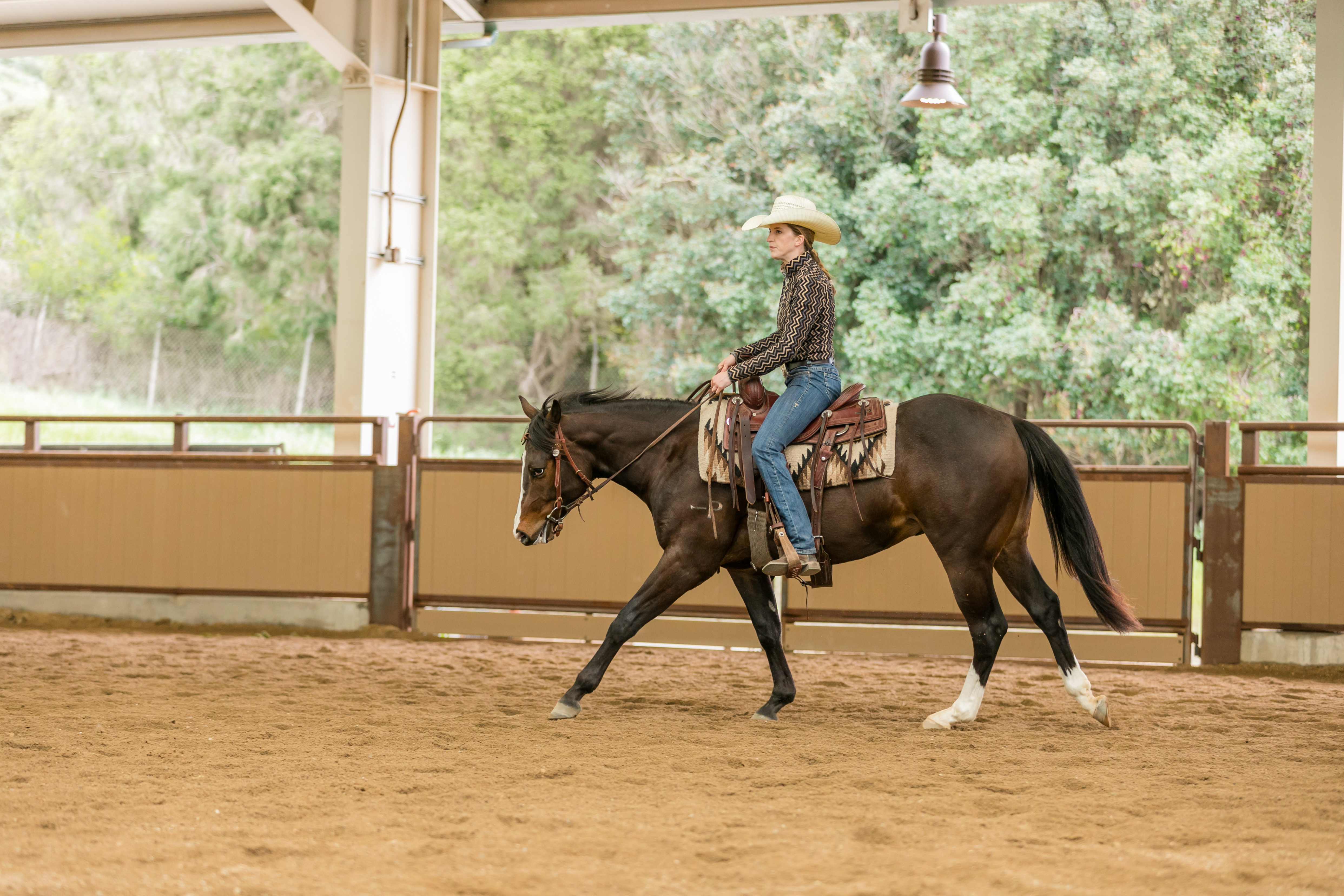 Lasso Wild Card Performance Horse Sales Cal Poly, San Luis Obispo